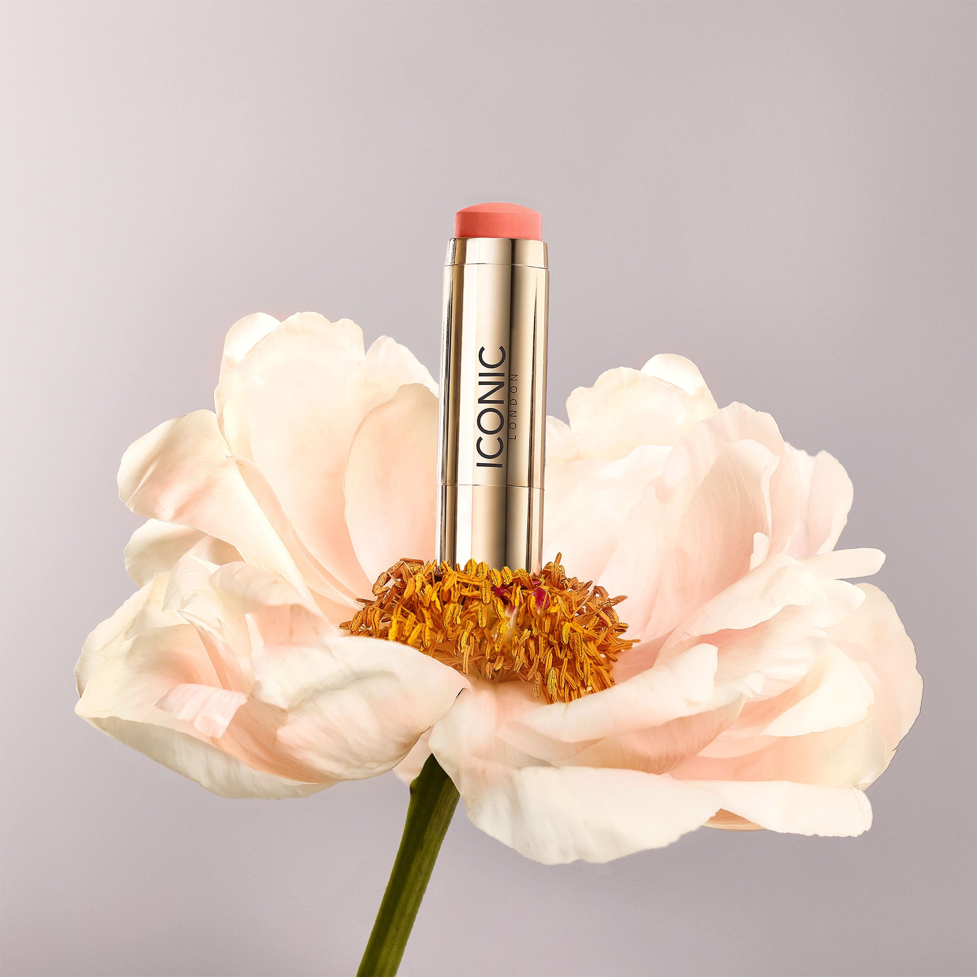colour_Mimosa Bloom